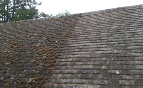 Professional moss treatment process