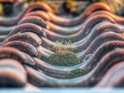 Moss Removal